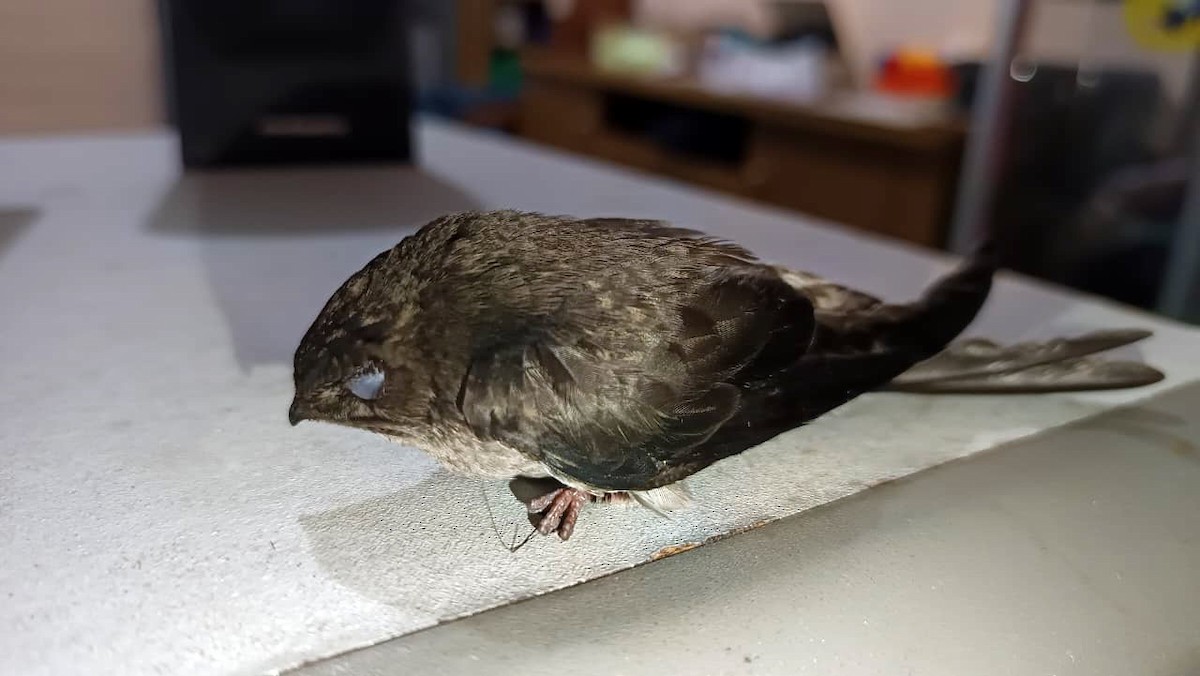 Salangane de Beavan - ML646508487