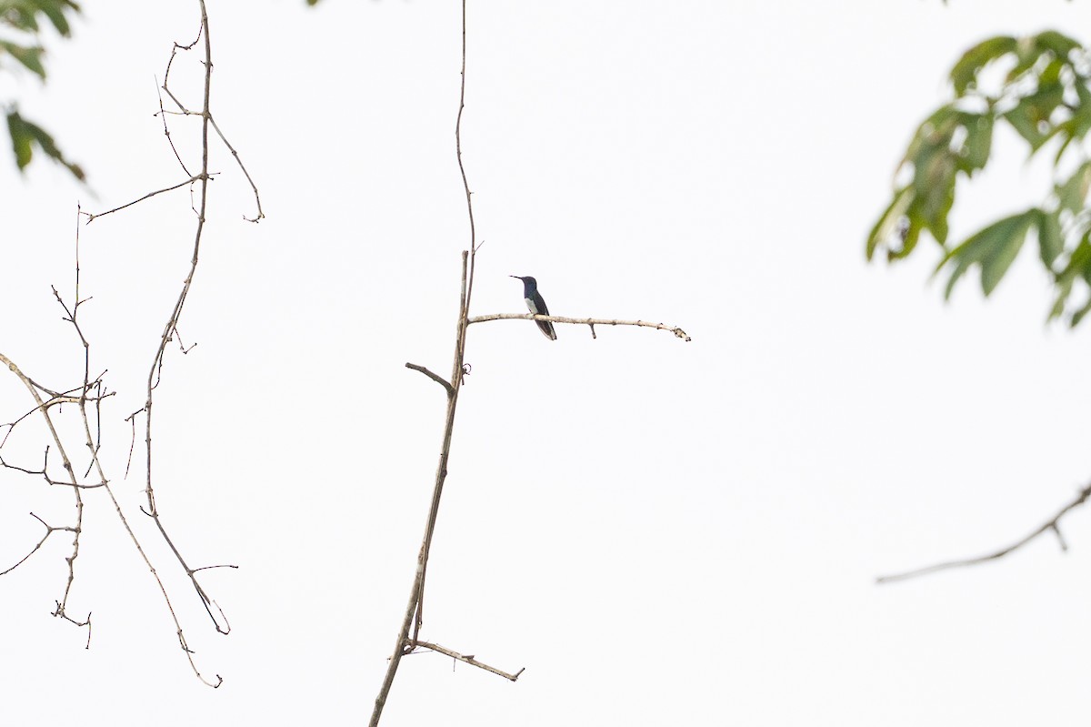 Colibri jacobin - ML646508488