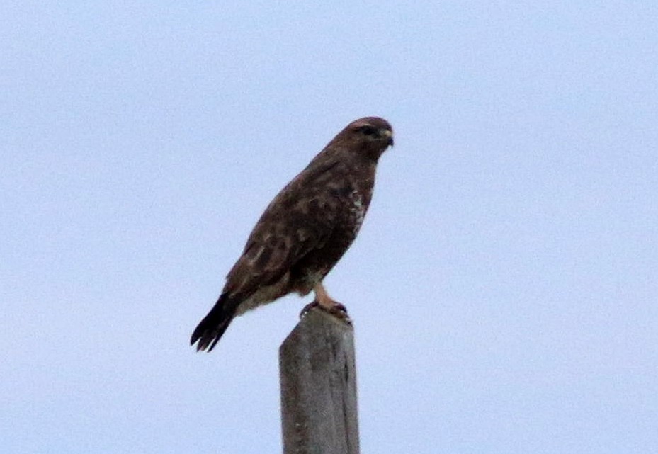 Buse variable - ML646508489