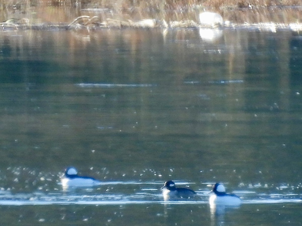 Petit Garrot - ML646508490