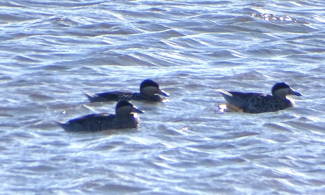 Sarcelle bariolée - ML646508491