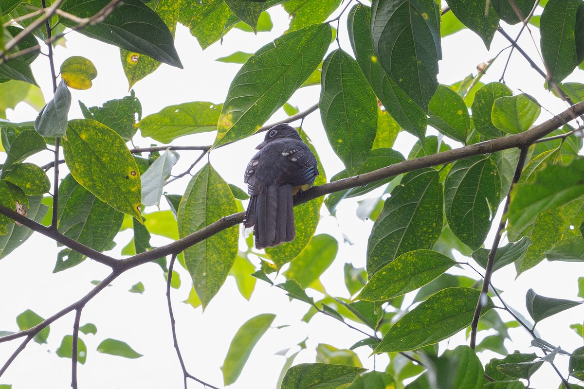 Trogon à tête noire - ML646508492