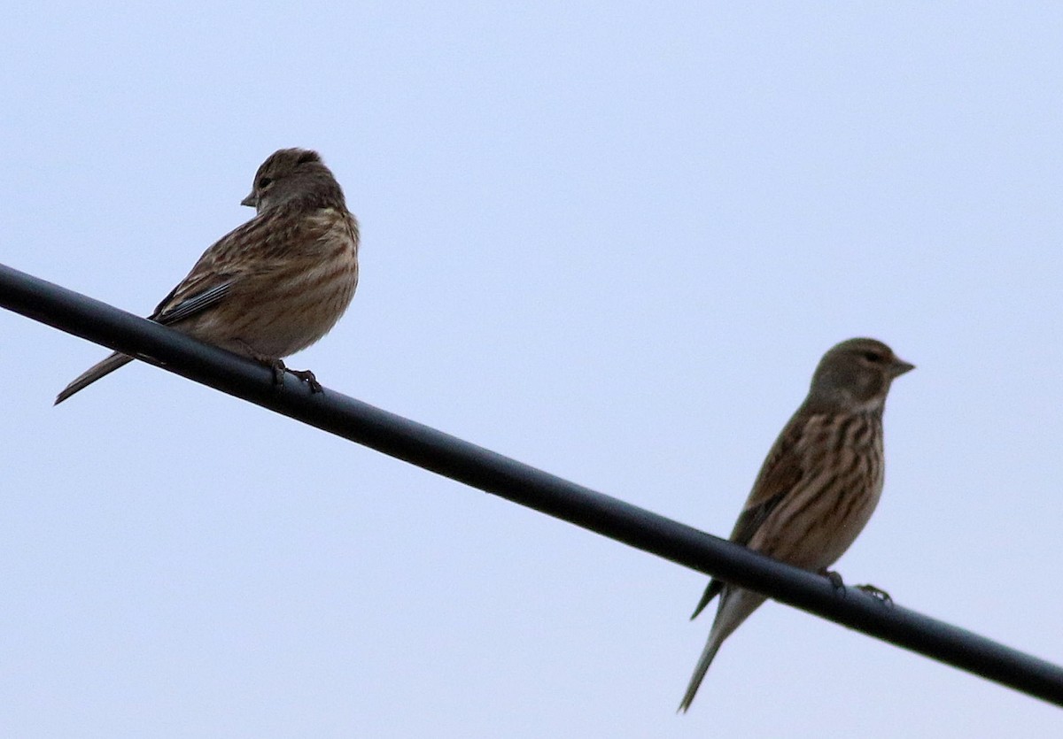 Linotte mélodieuse - ML646508494