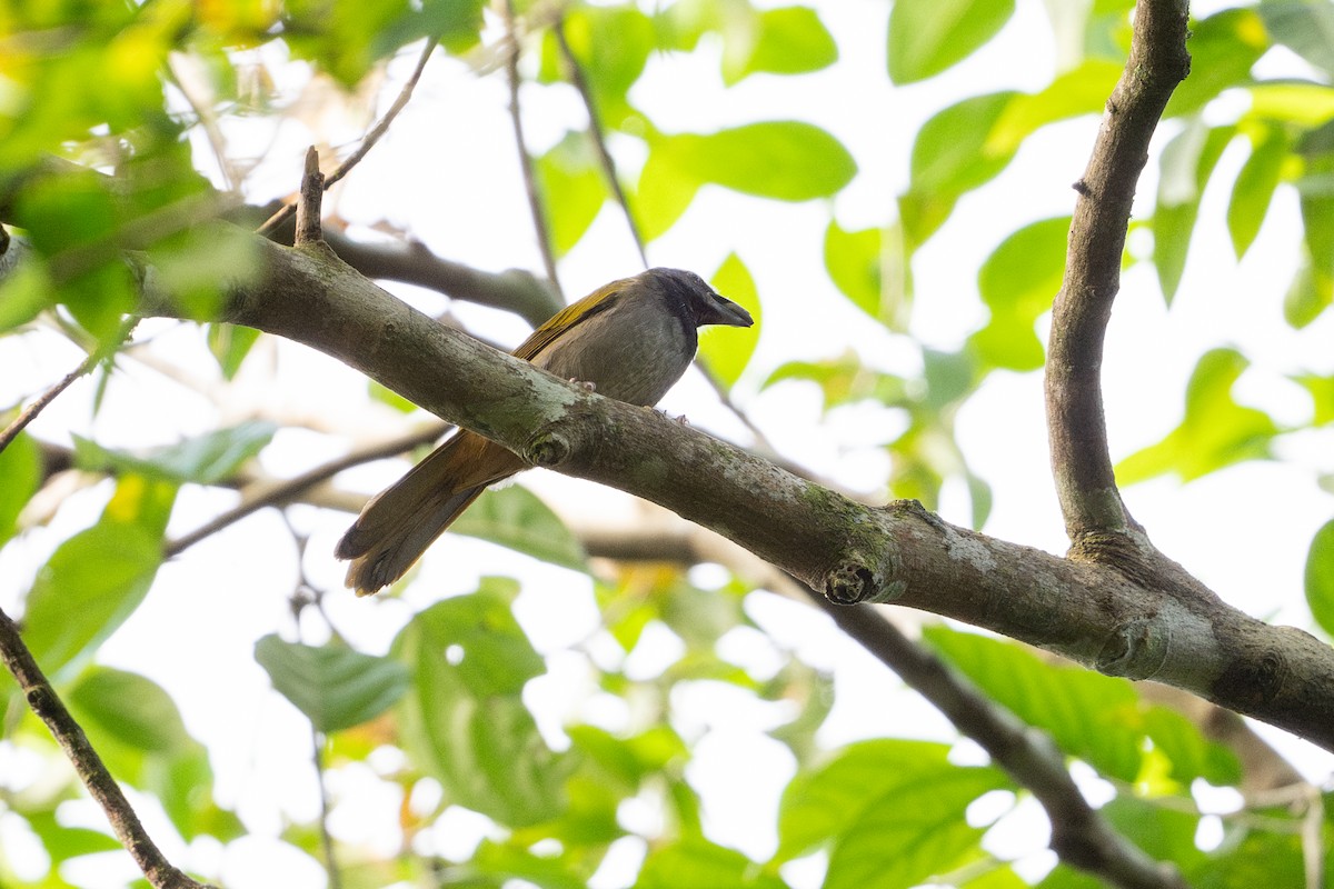 Saltator à tête noire - ML646508495