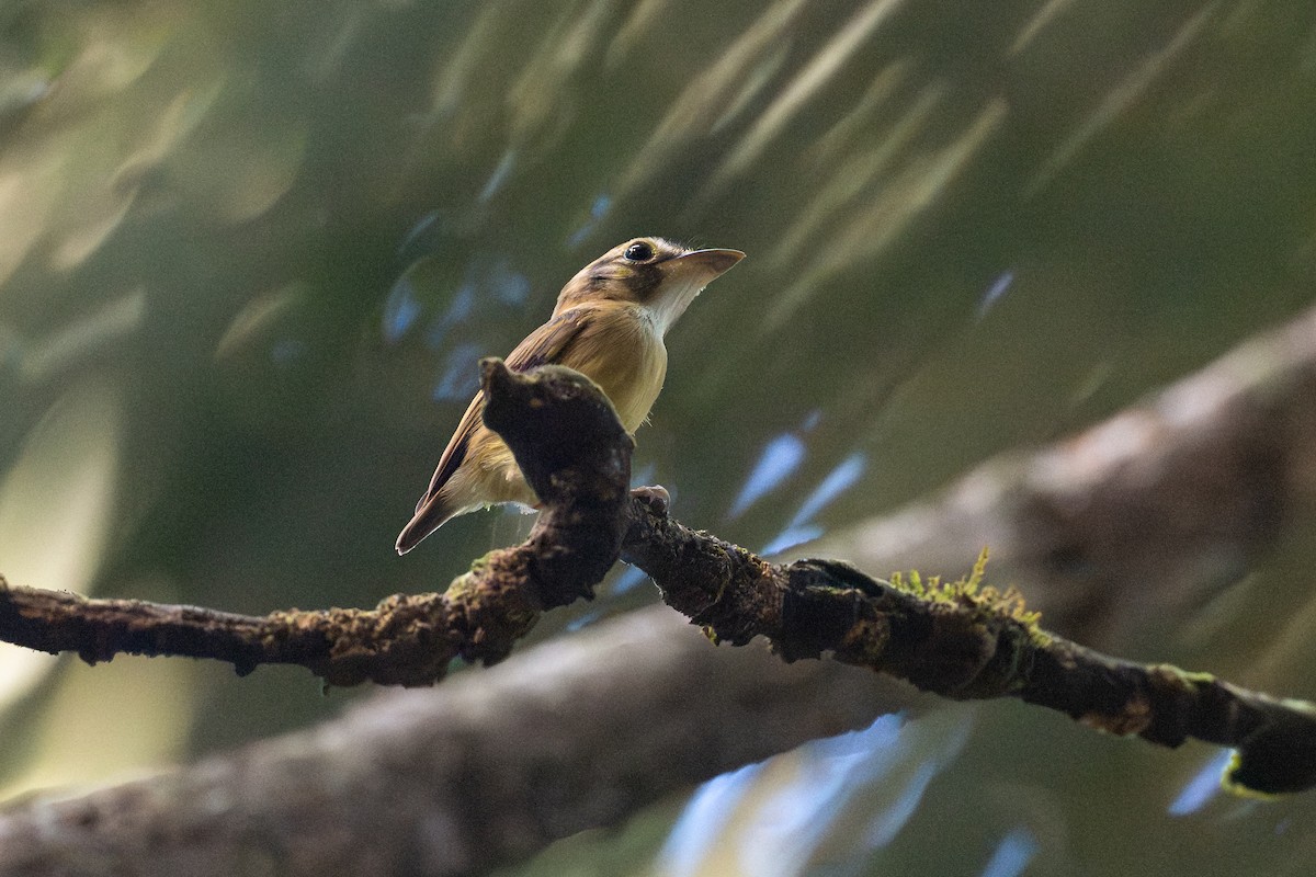 Platyrhynque à queue courte - ML646508497