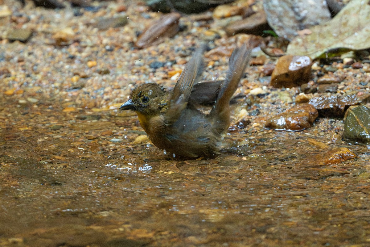 Habia à gorge rouge - ML646508501