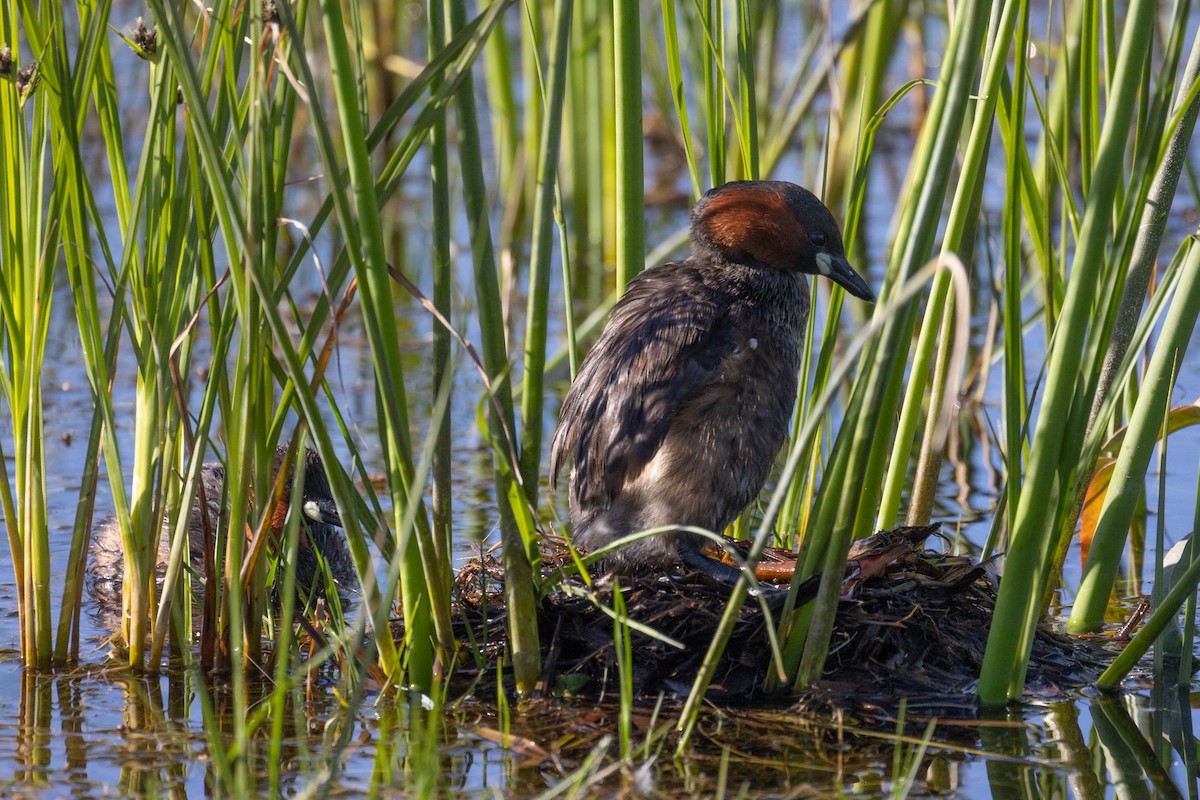 Grèbe castagneux (groupe ruficollis) - ML646508502
