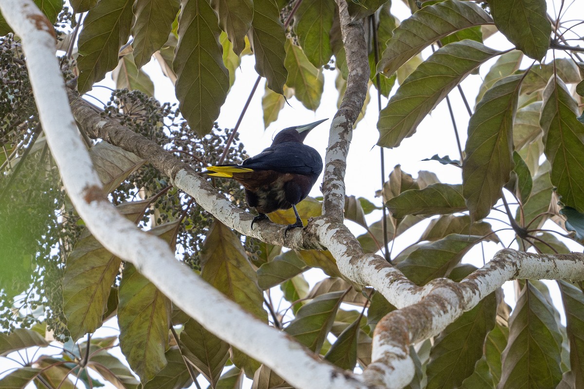 Cassique à tête brune - ML646508503