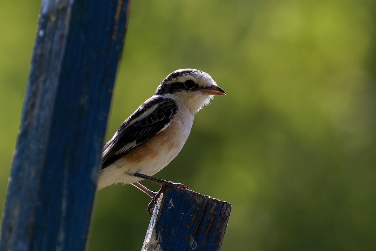 Pie-grièche masquée - ML646508504