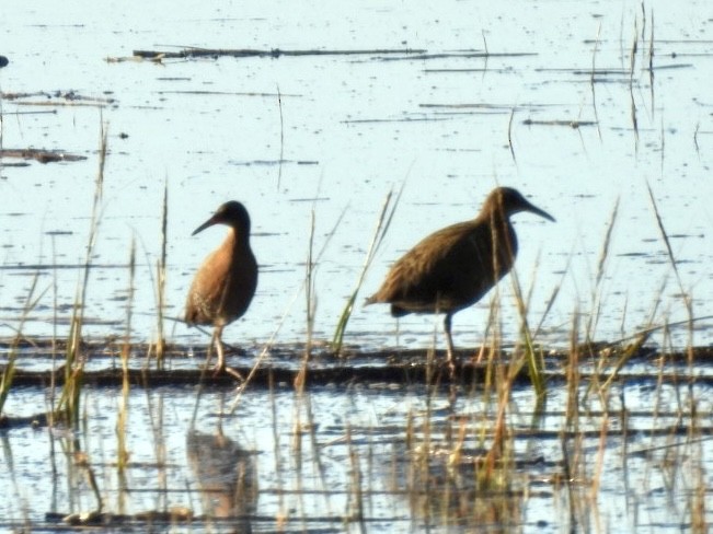 Râle de Virginie - ML646508506