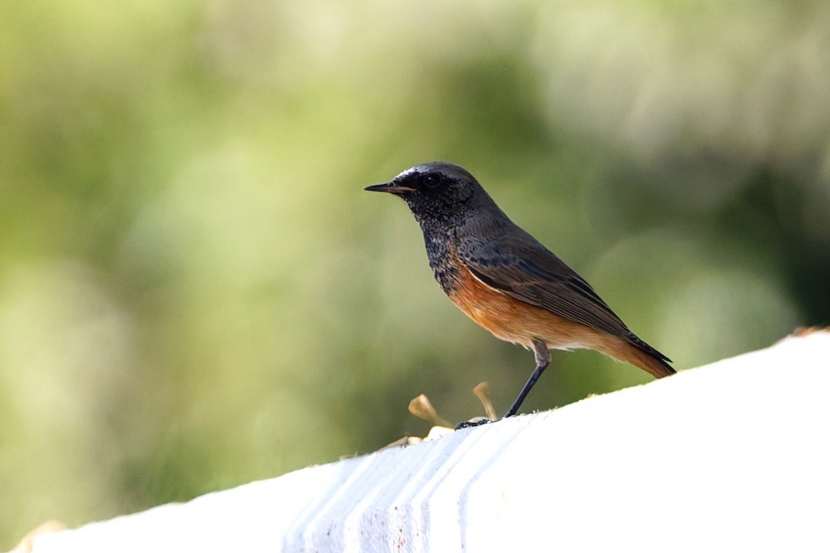 Rougequeue noir - ML646508507