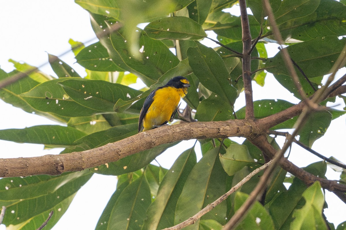 キノドスミレフウキンチョウ - ML646508508