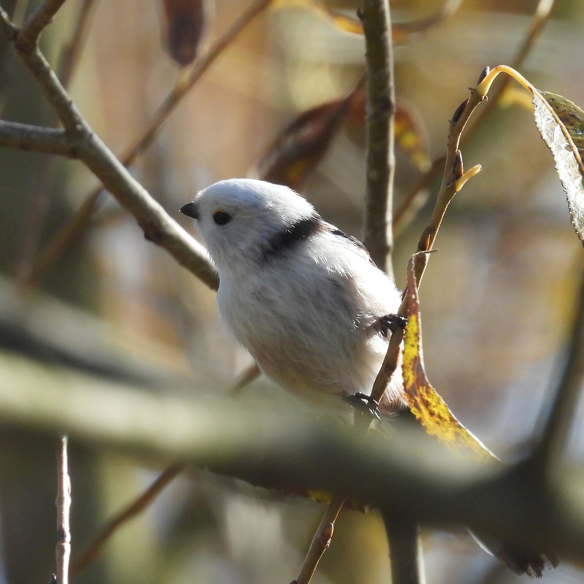 Uzun Kuyruklu Baştankara - ML646508510