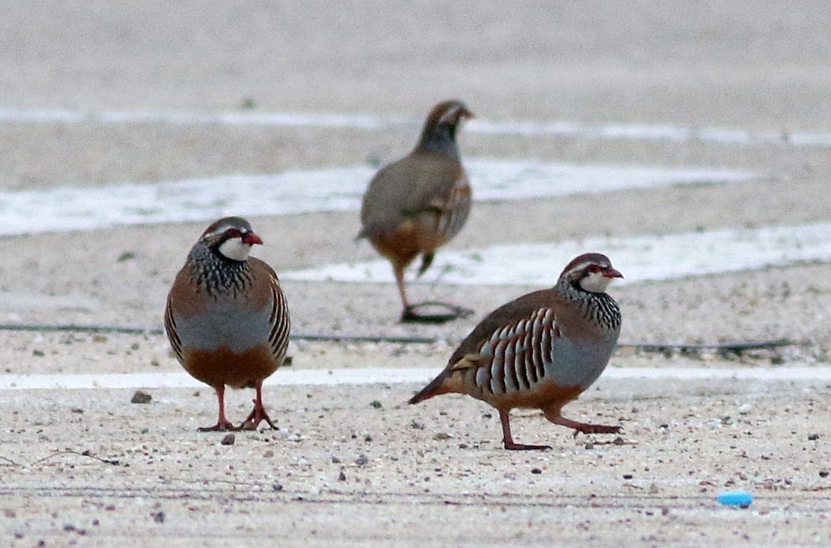 orebice rudá - ML646508511