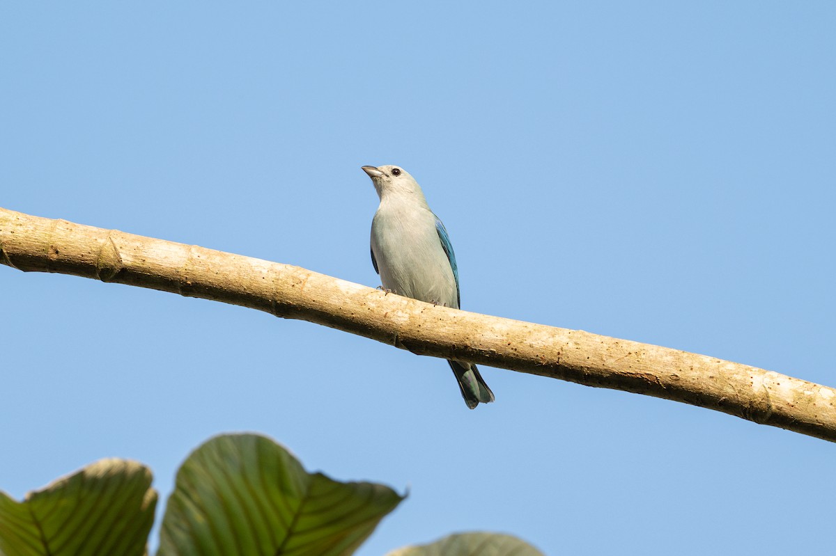 ソライロフウキンチョウ - ML646508512