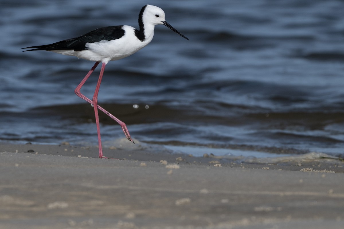 Pied Stilt - ML646508513