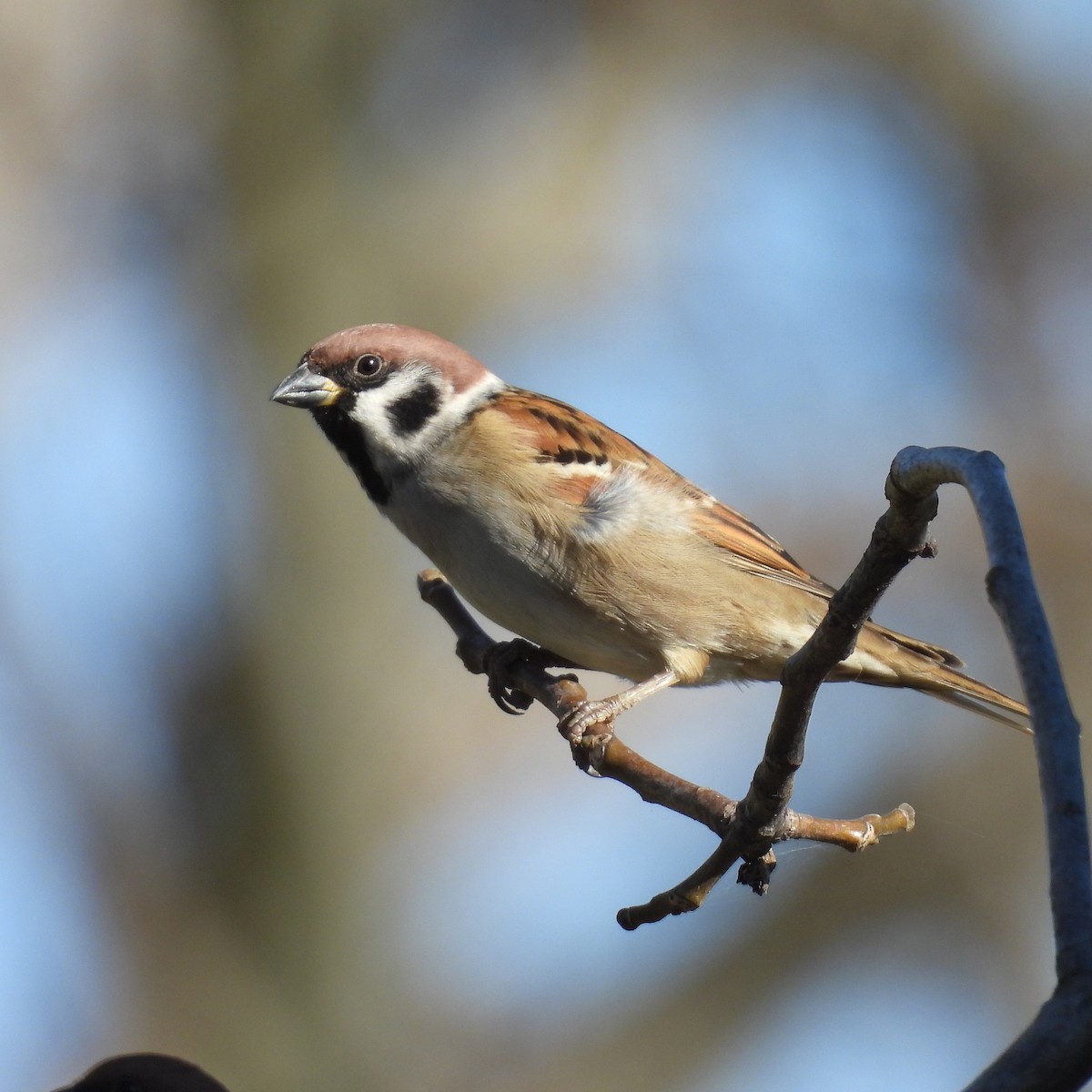 Ağaç Serçesi - ML646508514