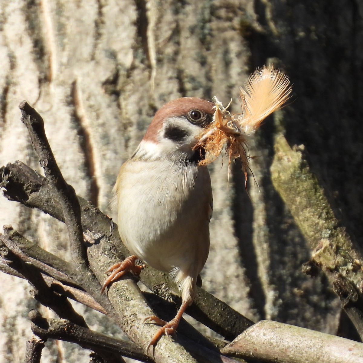 Ağaç Serçesi - ML646508515