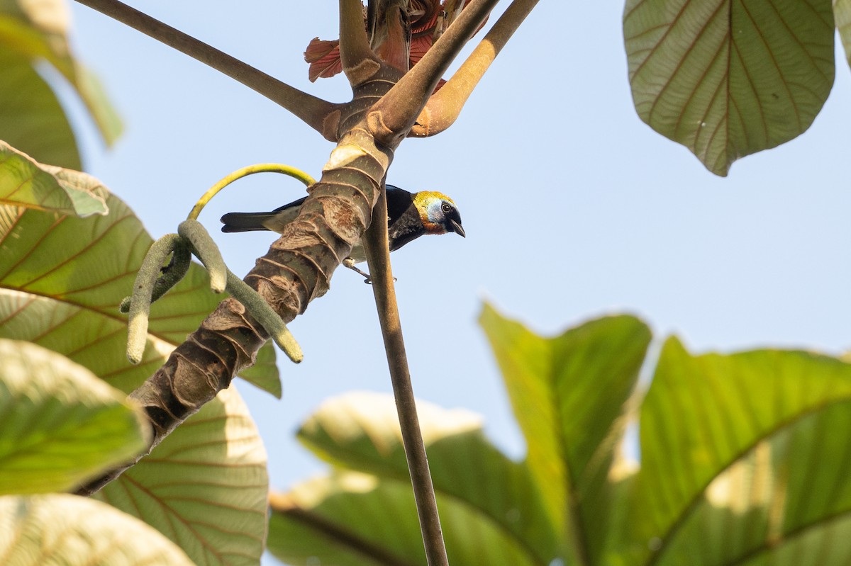 キンズキンフウキンチョウ - ML646508516