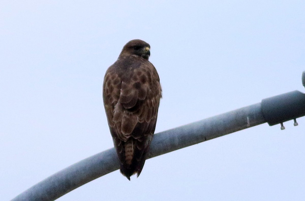 Buse variable - ML646508517