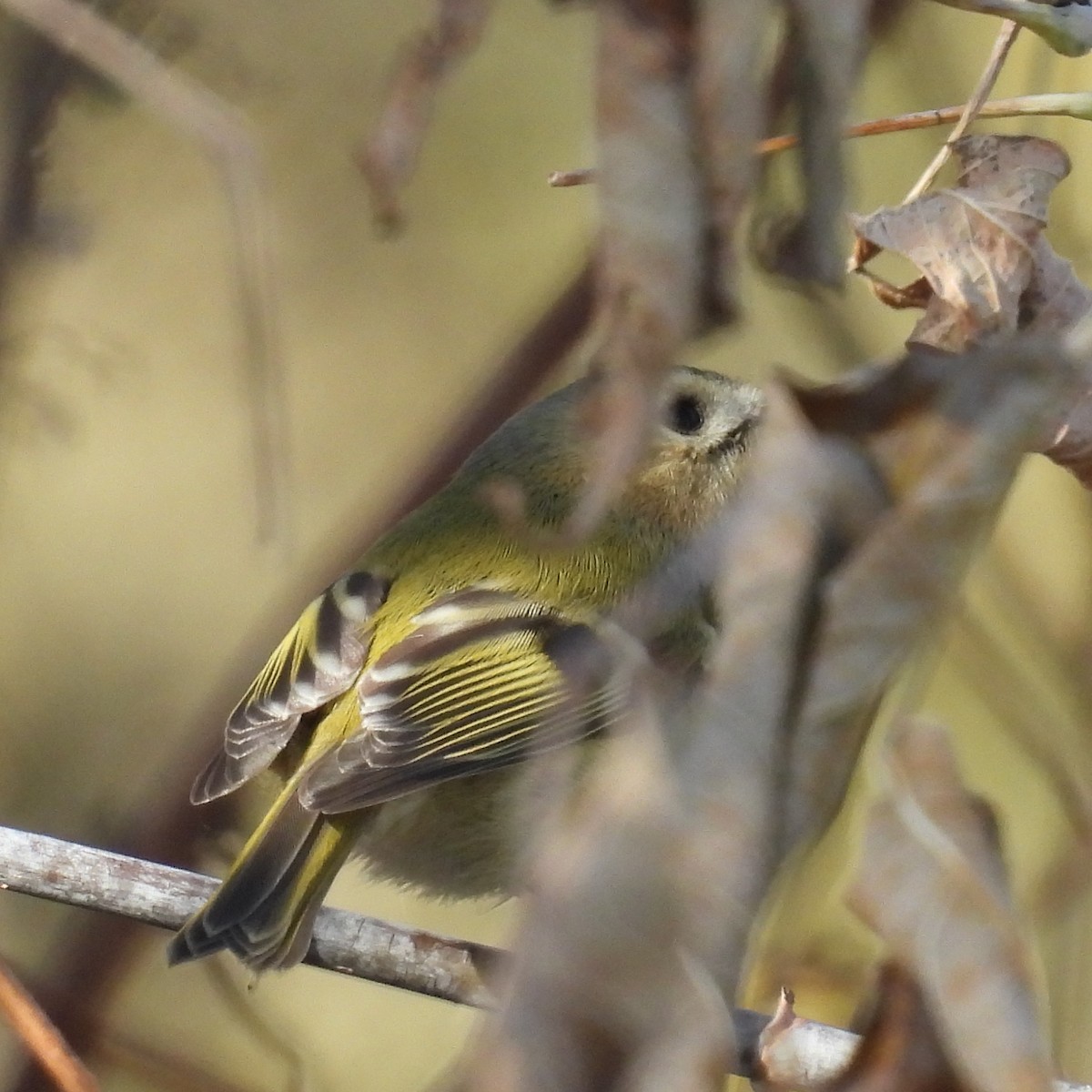 Çalıkuşu - ML646508518