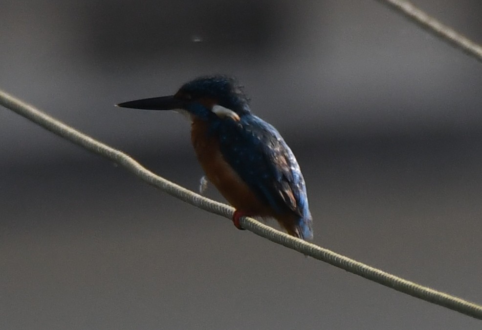 Martín Pescador Común - ML646508519