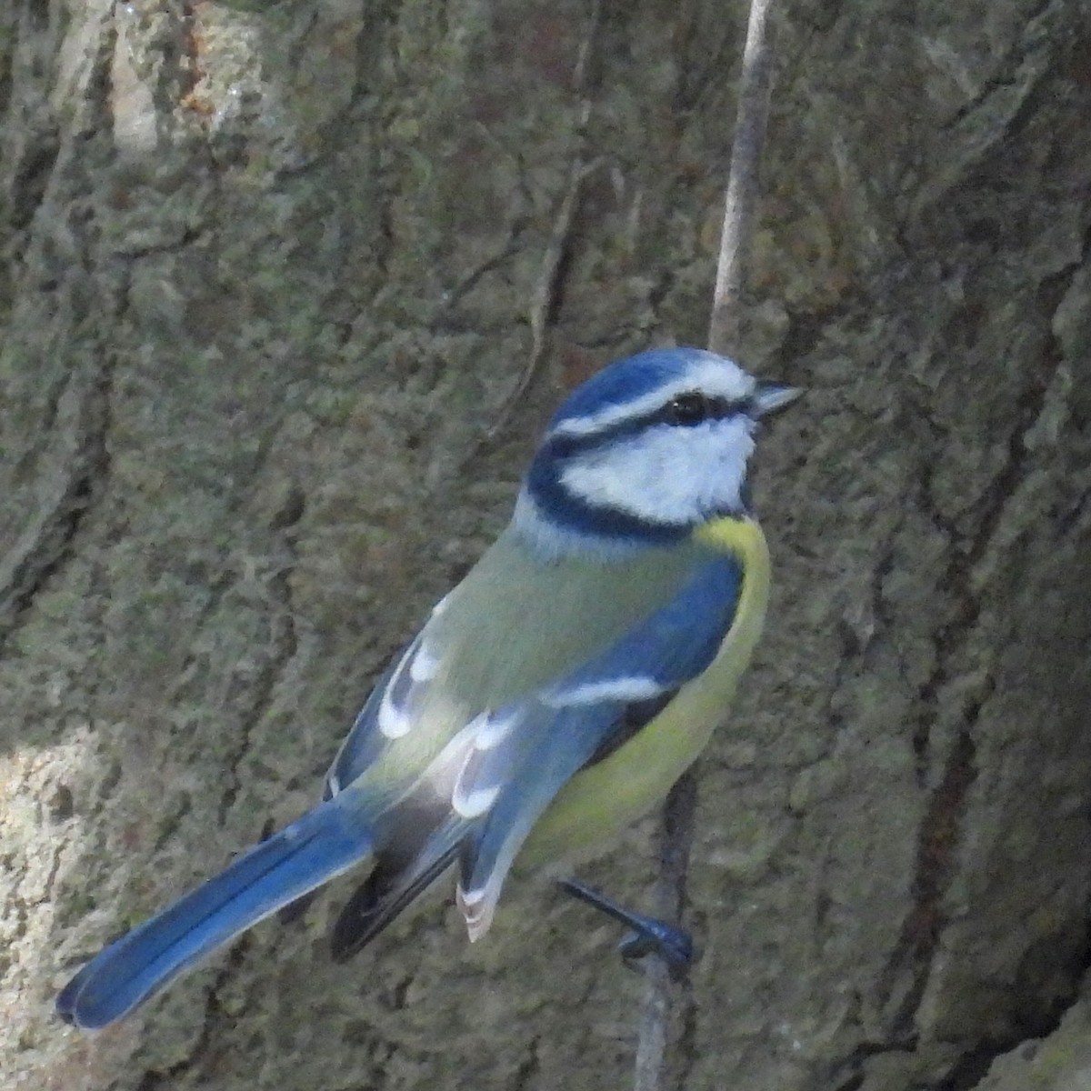 Mavi Baştankara - ML646508521