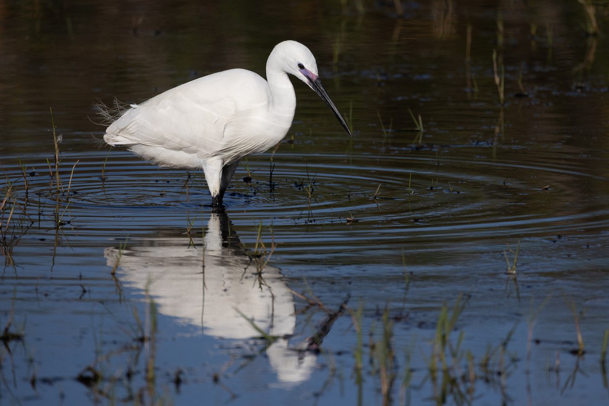 volavka stříbřitá (ssp. garzetta) - ML646508522