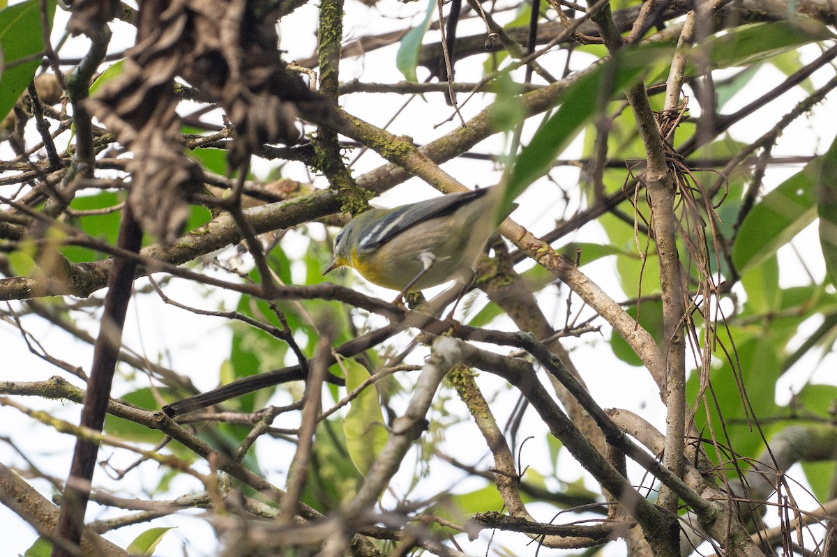 アサギアメリカムシクイ - ML646508523