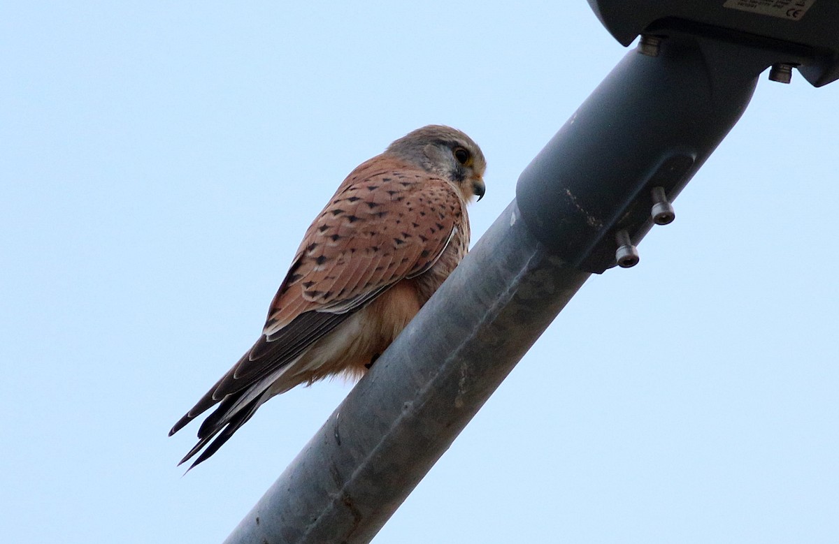 poštolka obecná - ML646508524