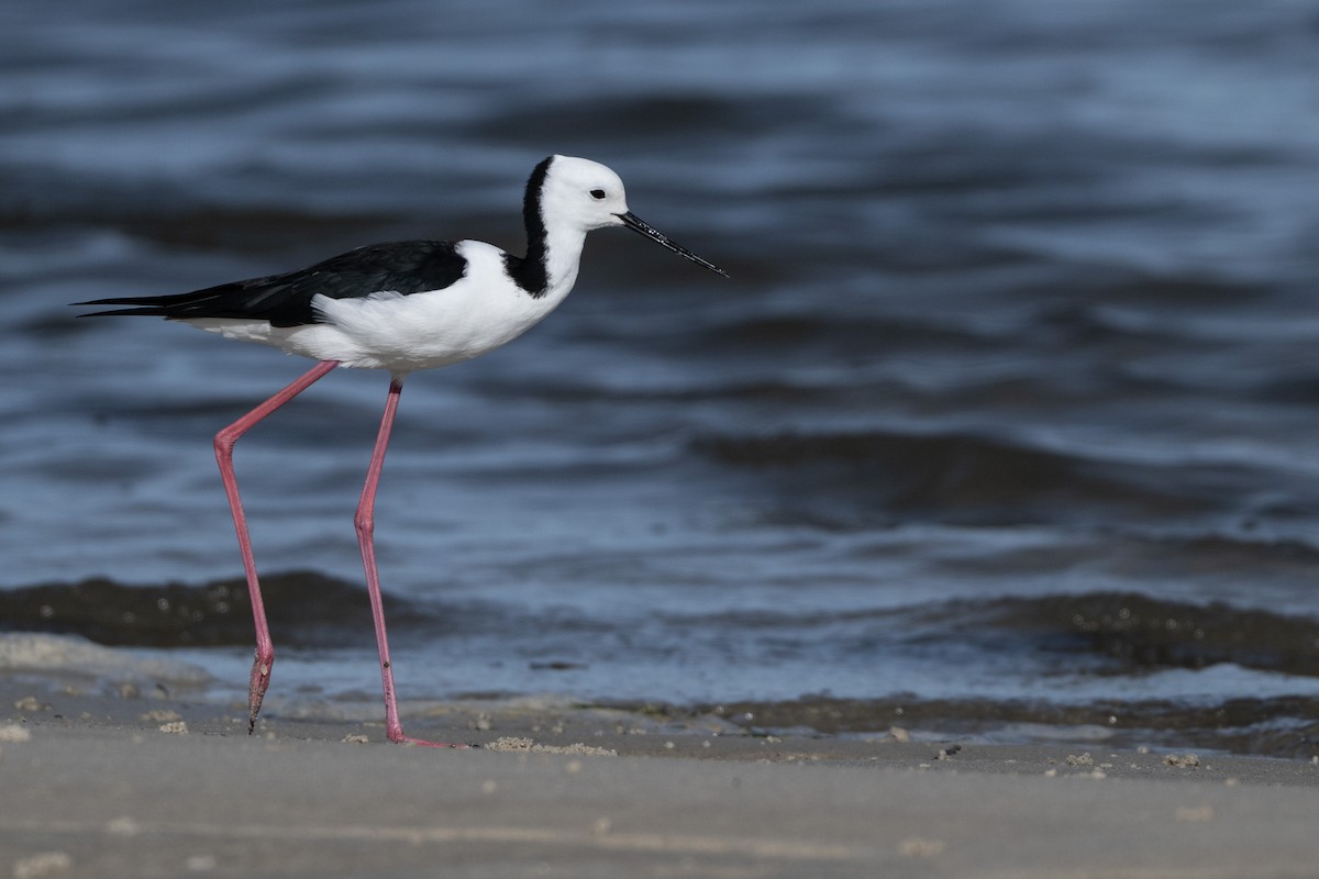 Pied Stilt - ML646508525