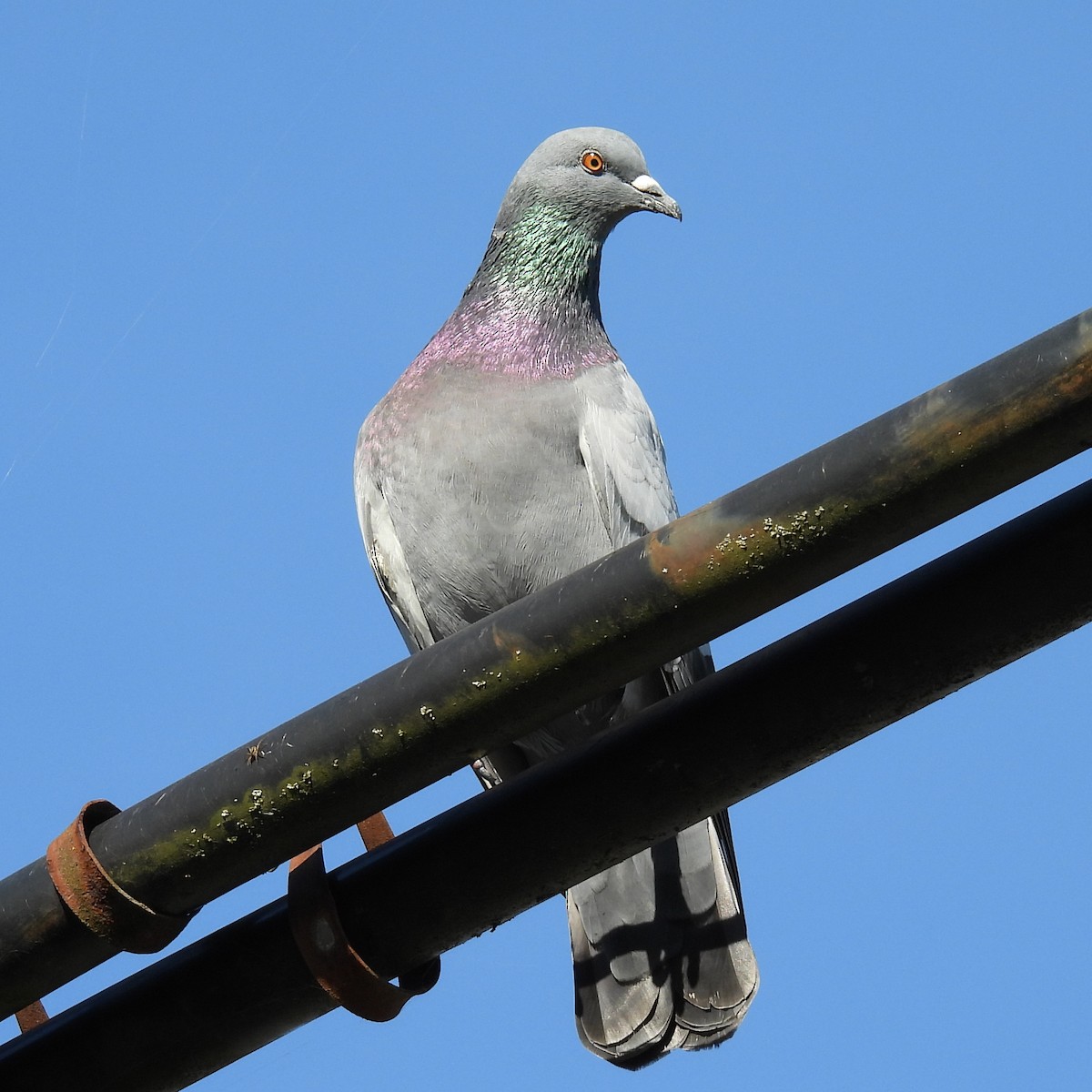 Kaya Güvercini (evcil tip) - ML646508526