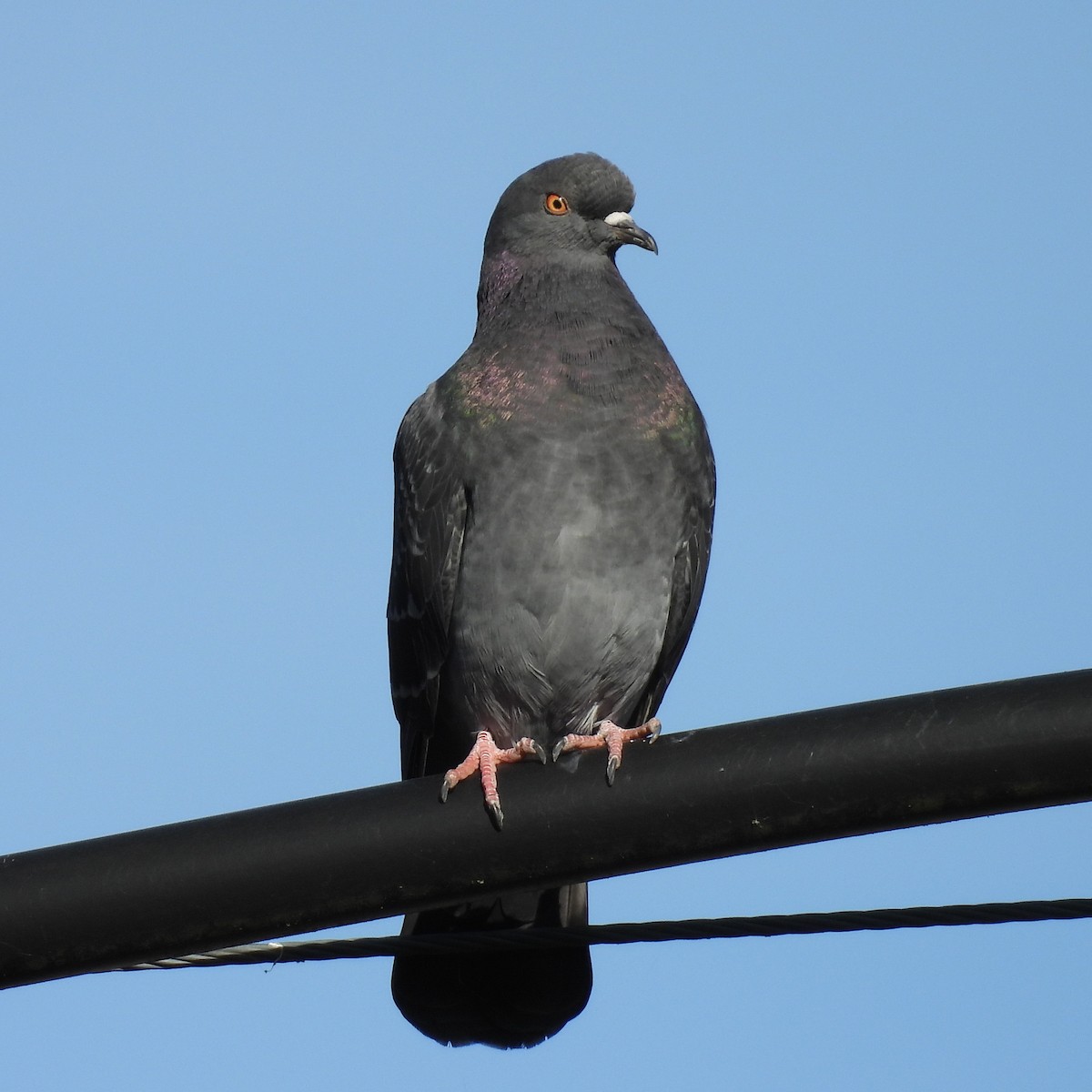 Kaya Güvercini (evcil tip) - ML646508527