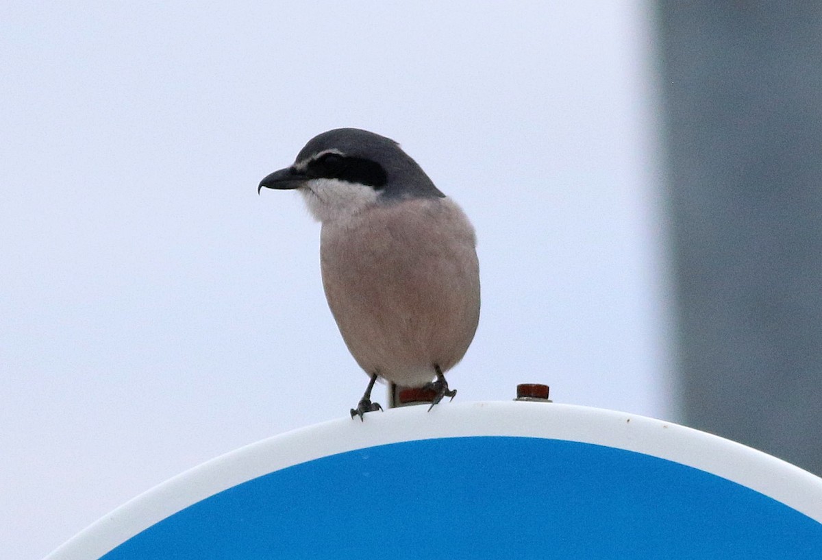 ťuhýk iberský - ML646508529