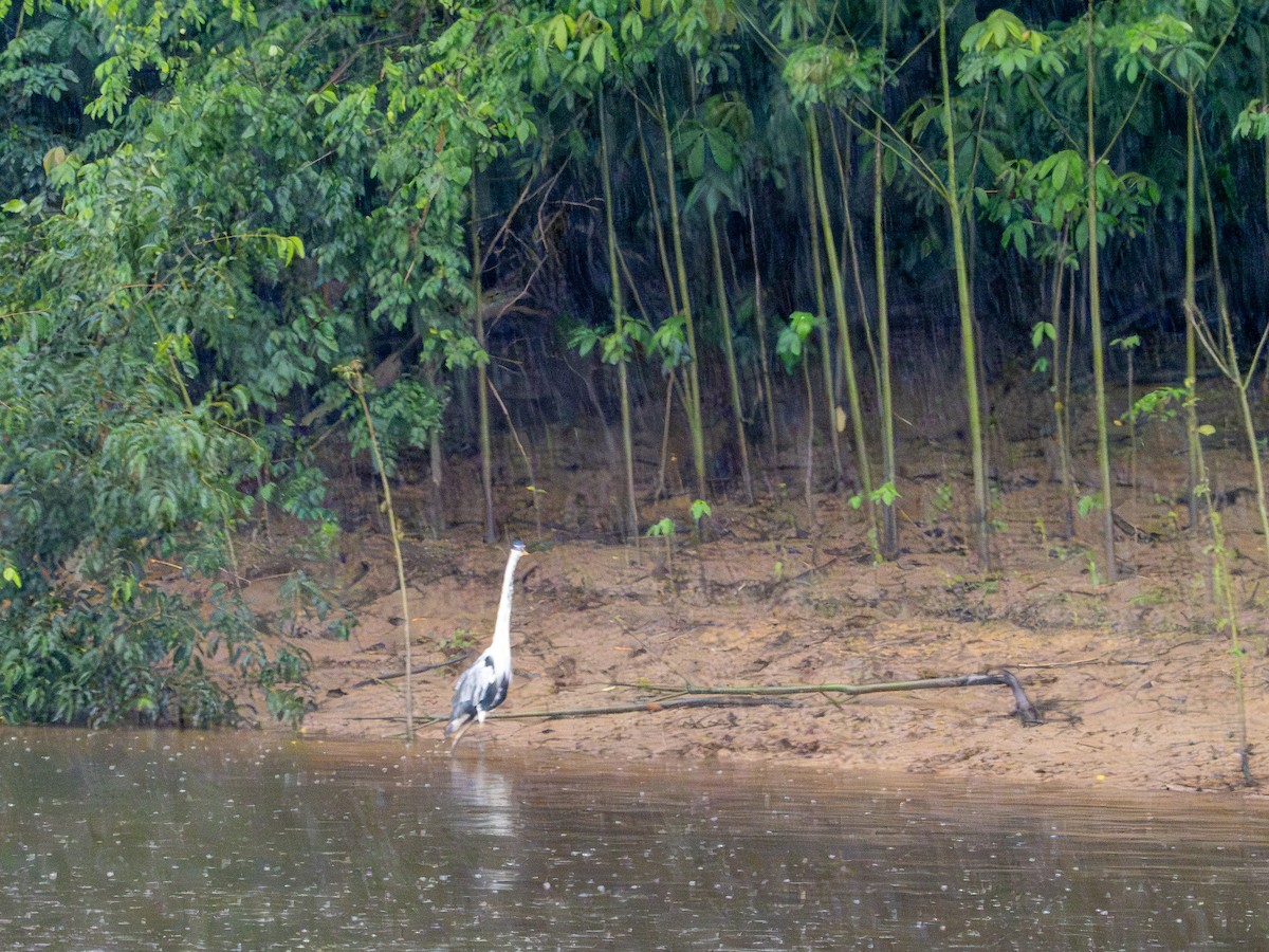 Cocoi Heron - ML646508530