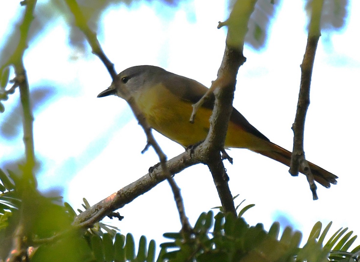 Minivet Chico - ML646508531
