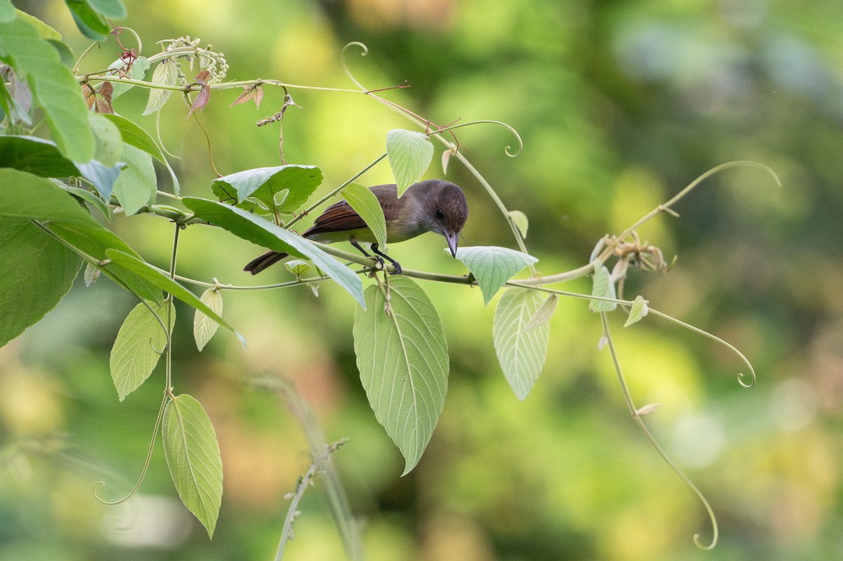 オリーブヒタキモドキ - ML646508532