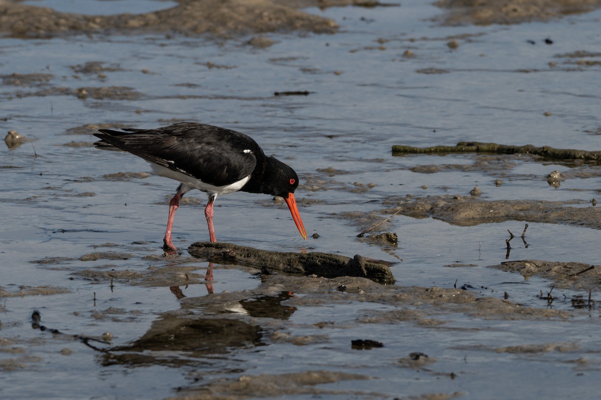 Pied Oystercatcher - ML646508533