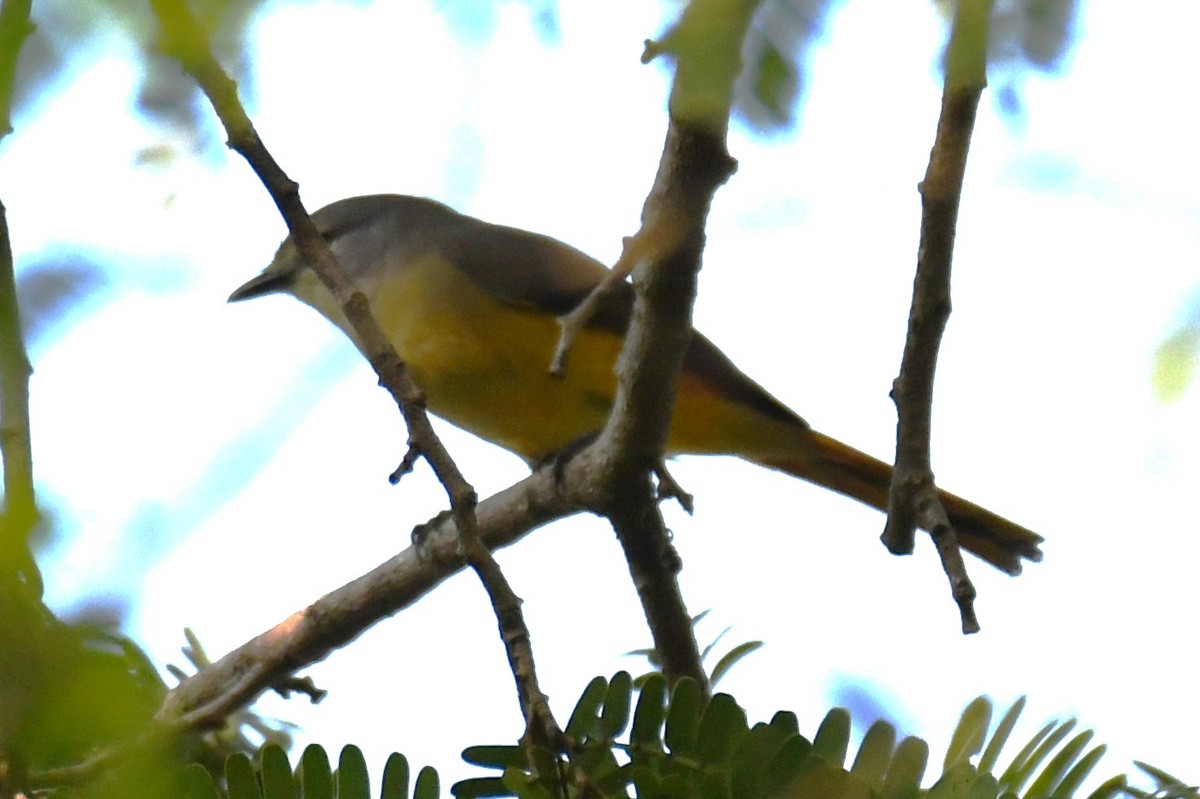 Minivet Chico - ML646508534