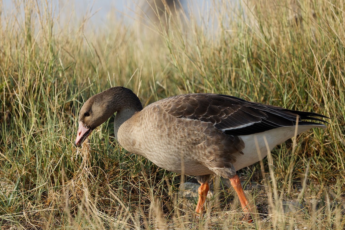 husa běločelá - ML646508536