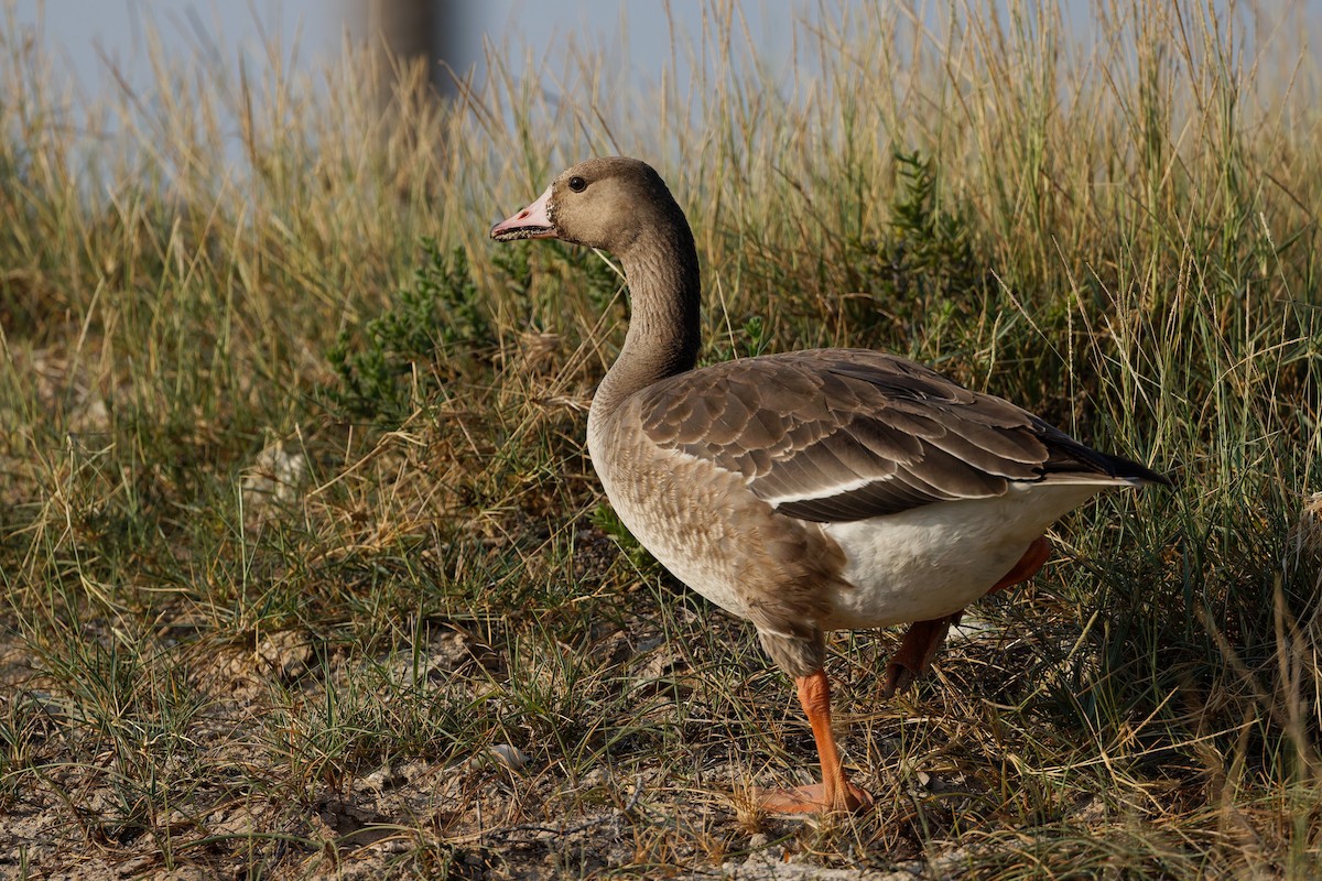 husa běločelá - ML646508537