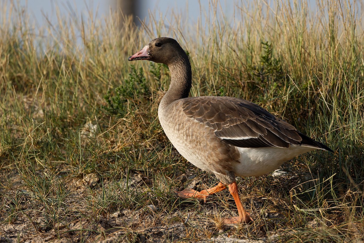 husa běločelá - ML646508538