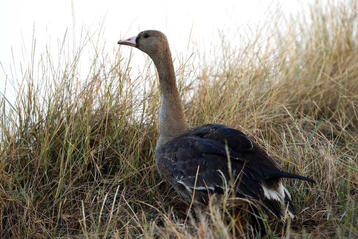 husa běločelá - ML646508539