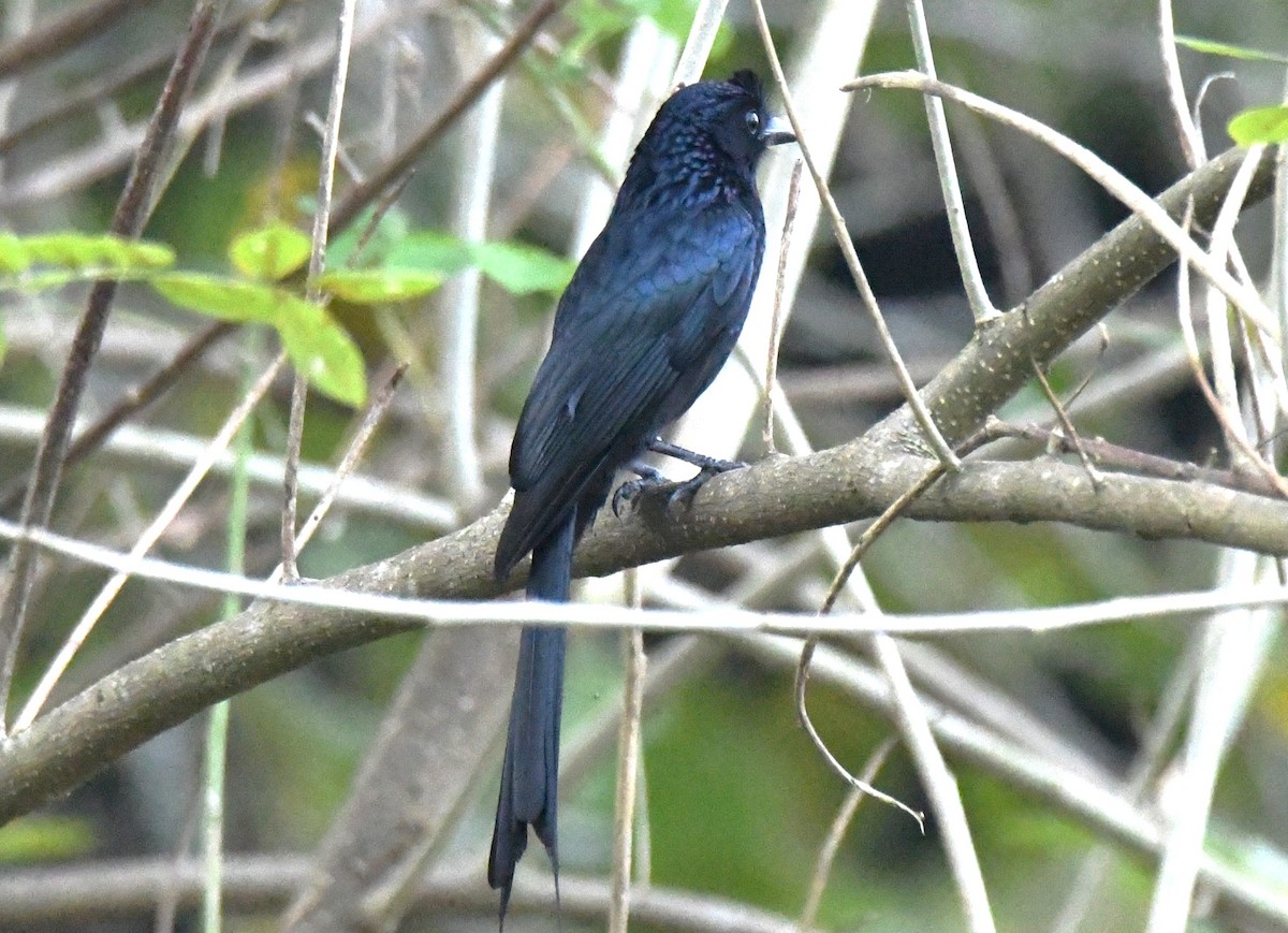 Drongo de Raquetas Grande - ML646508540