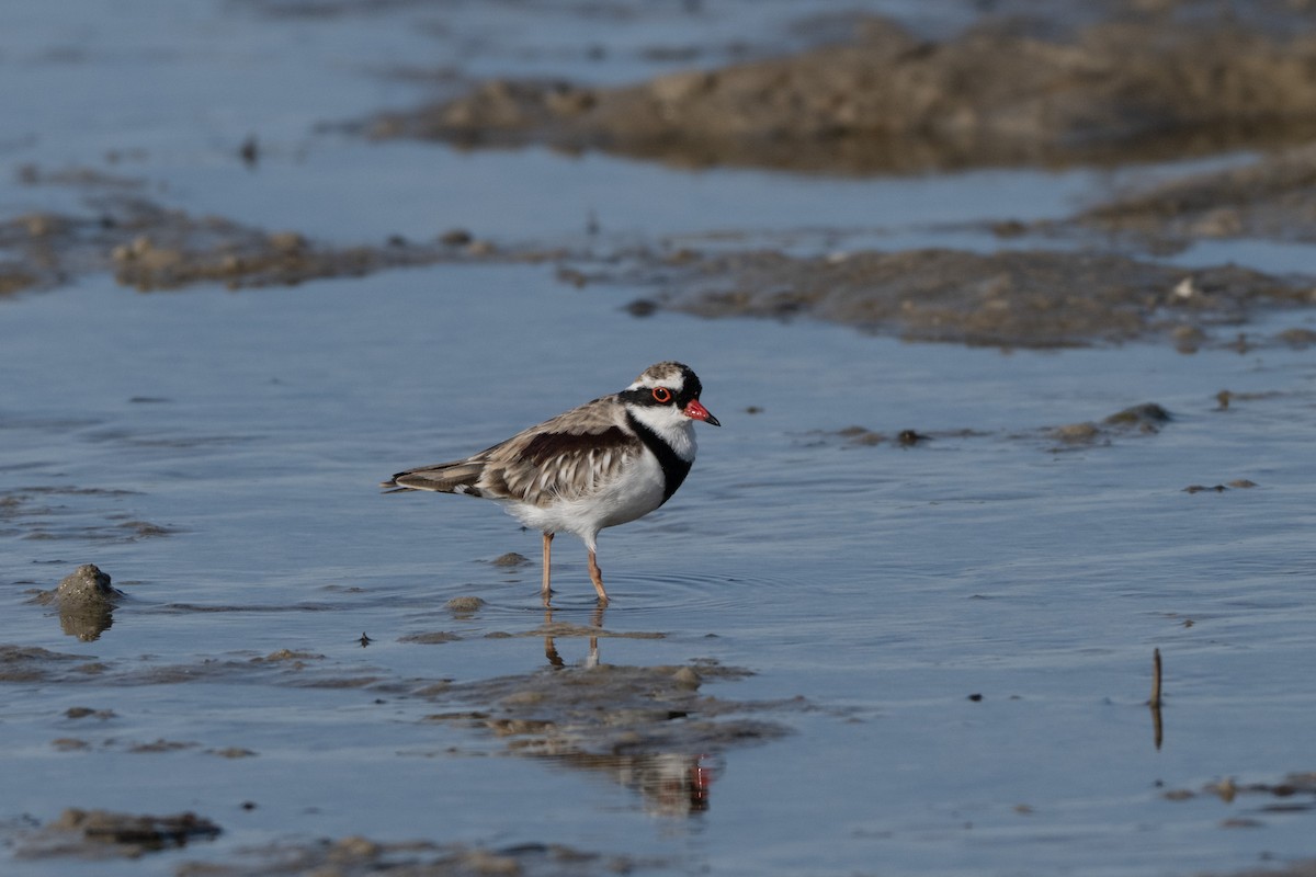 Black-fronted Dotterel - ML646508543