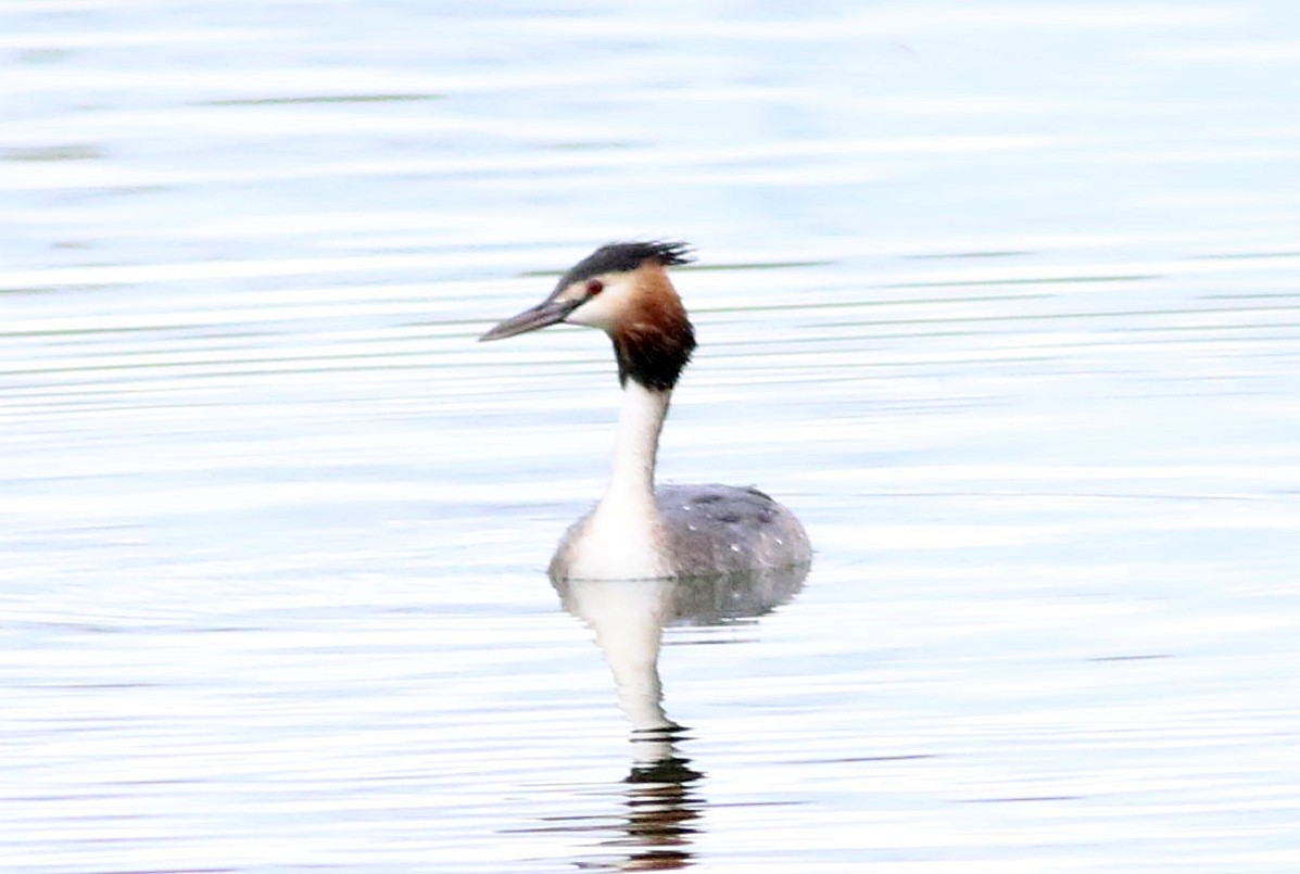 potápka roháč - ML646508545