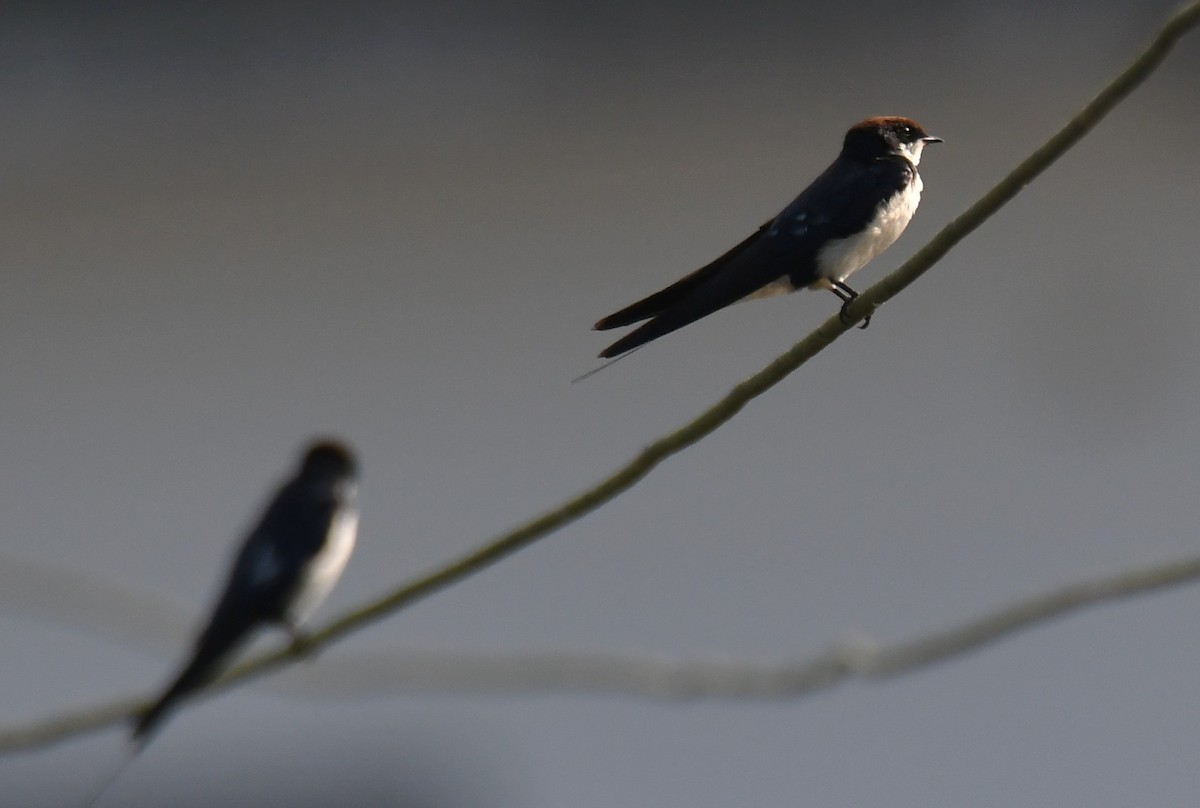 Golondrina Colilarga - ML646508546