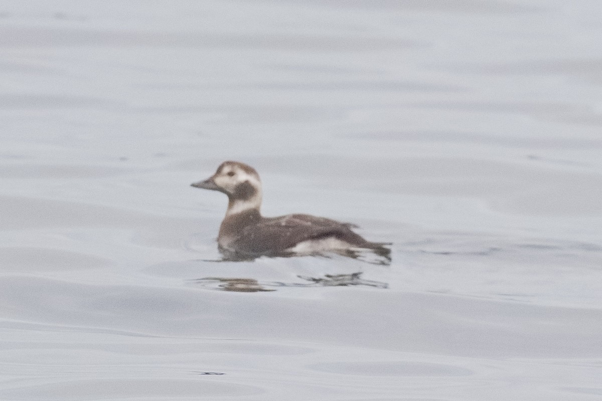 Long-tailed Duck - ML646508548