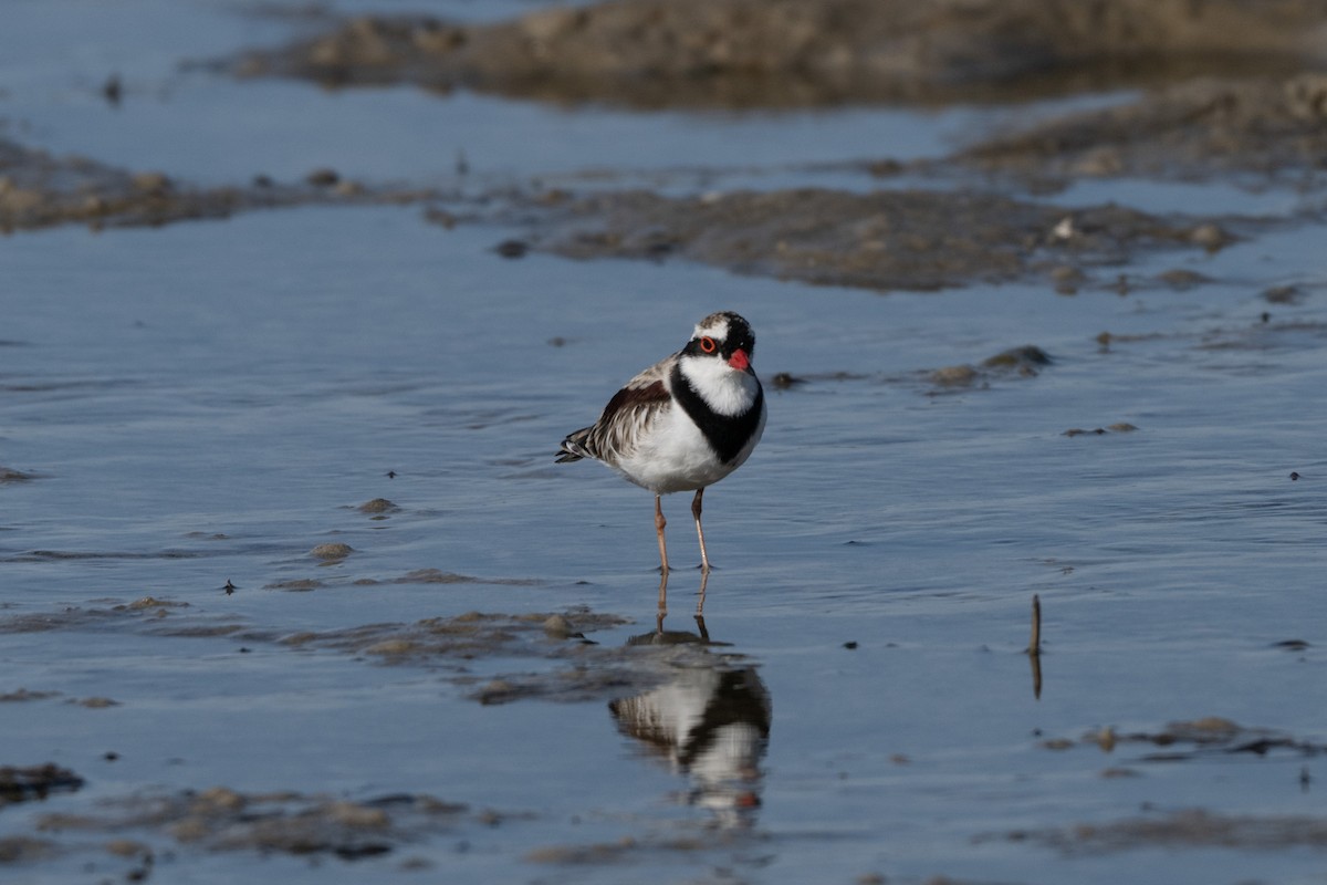 Black-fronted Dotterel - ML646508549