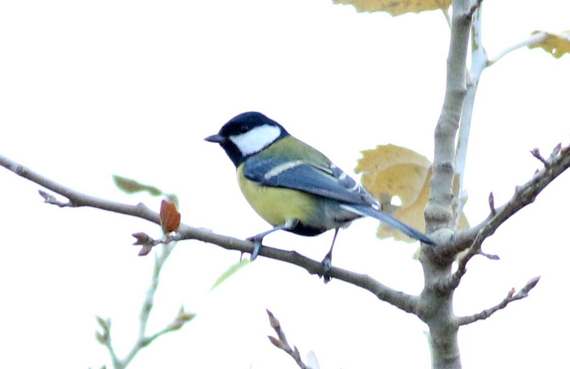 sýkora koňadra - ML646508550